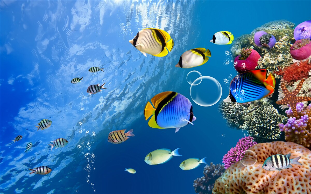 Фотошпалери яскрава риба в спокійній воді