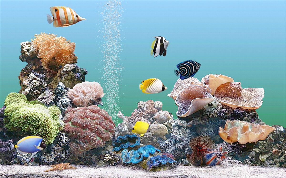 Фотошпалери краса коралових бар'єрів