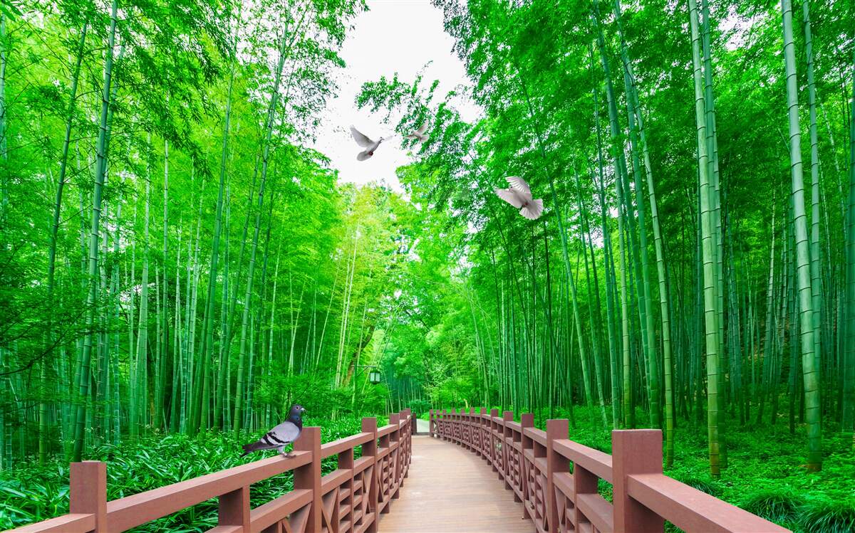 Фотошпалери Стежка через зелений бамбуковий ліс