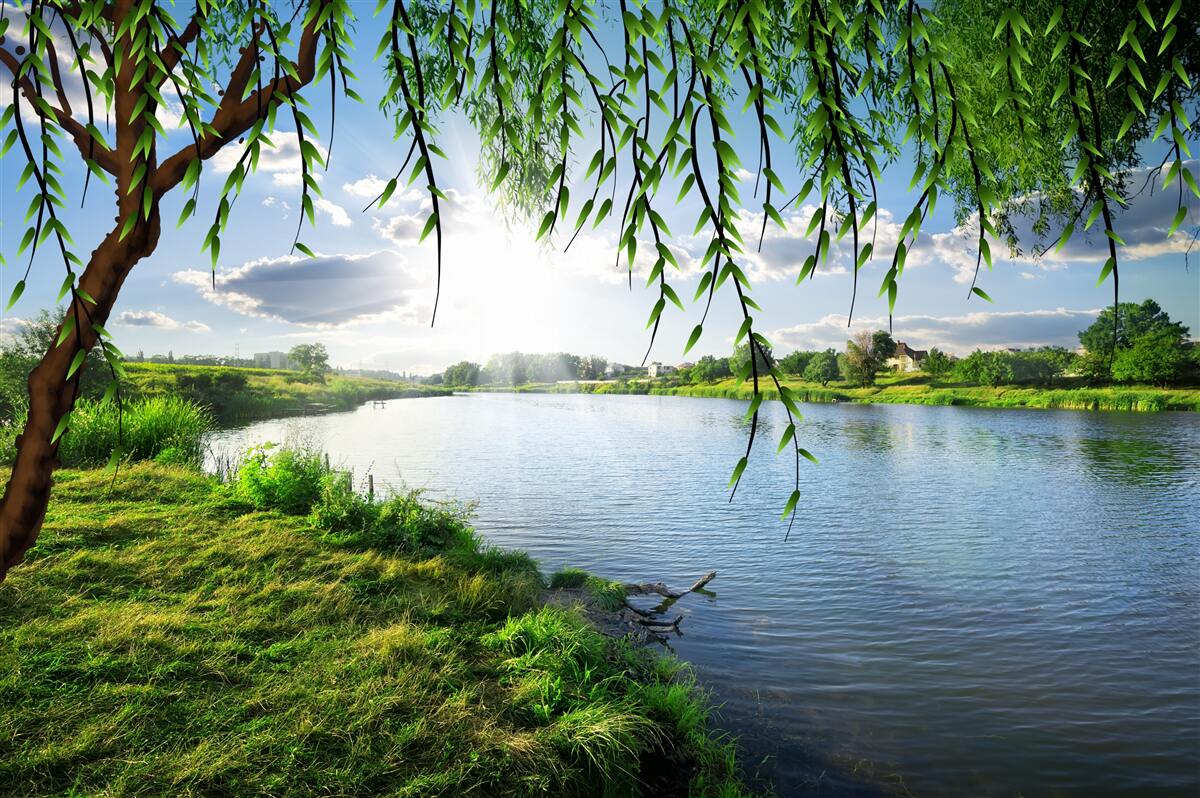 Фотошпалери краса верби біля берега спокійної води