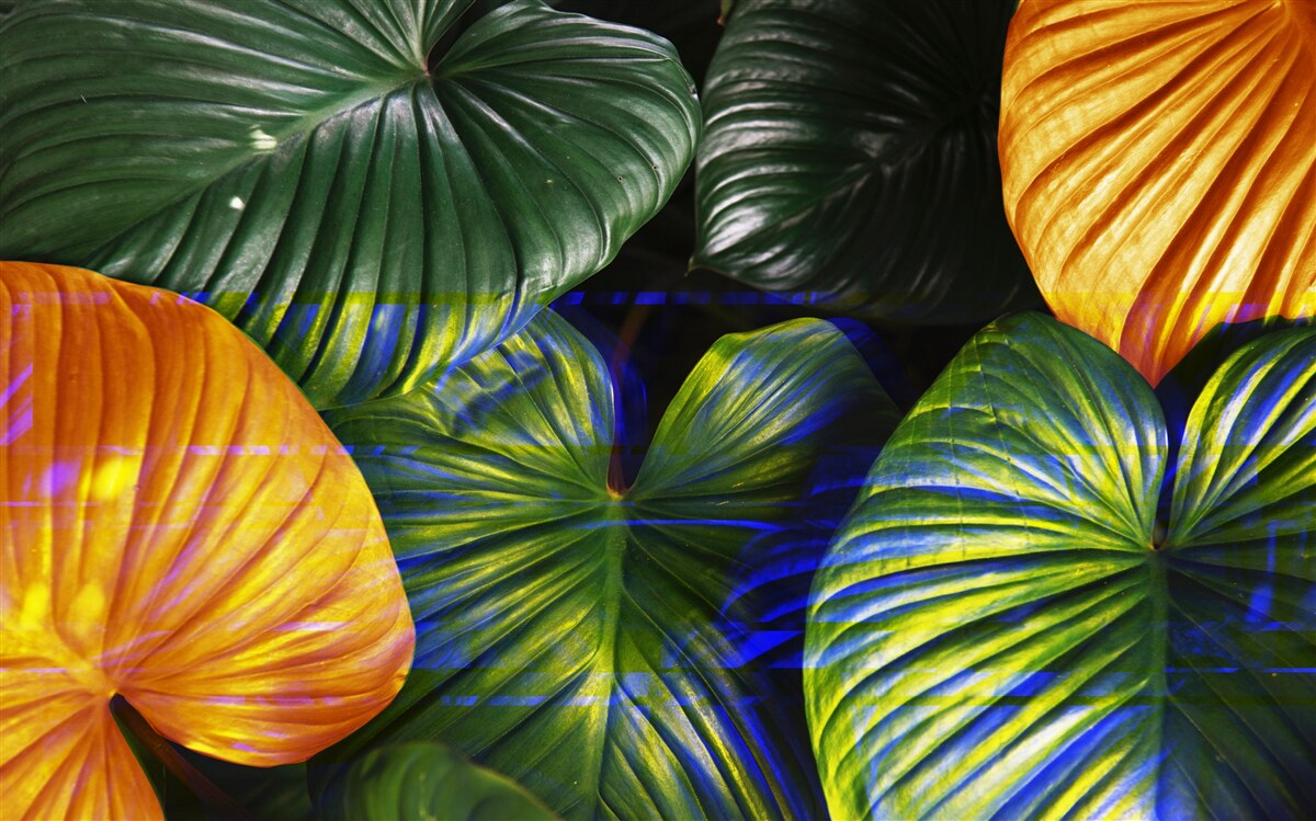 Фотошпалери велике зелене та коричневе листя