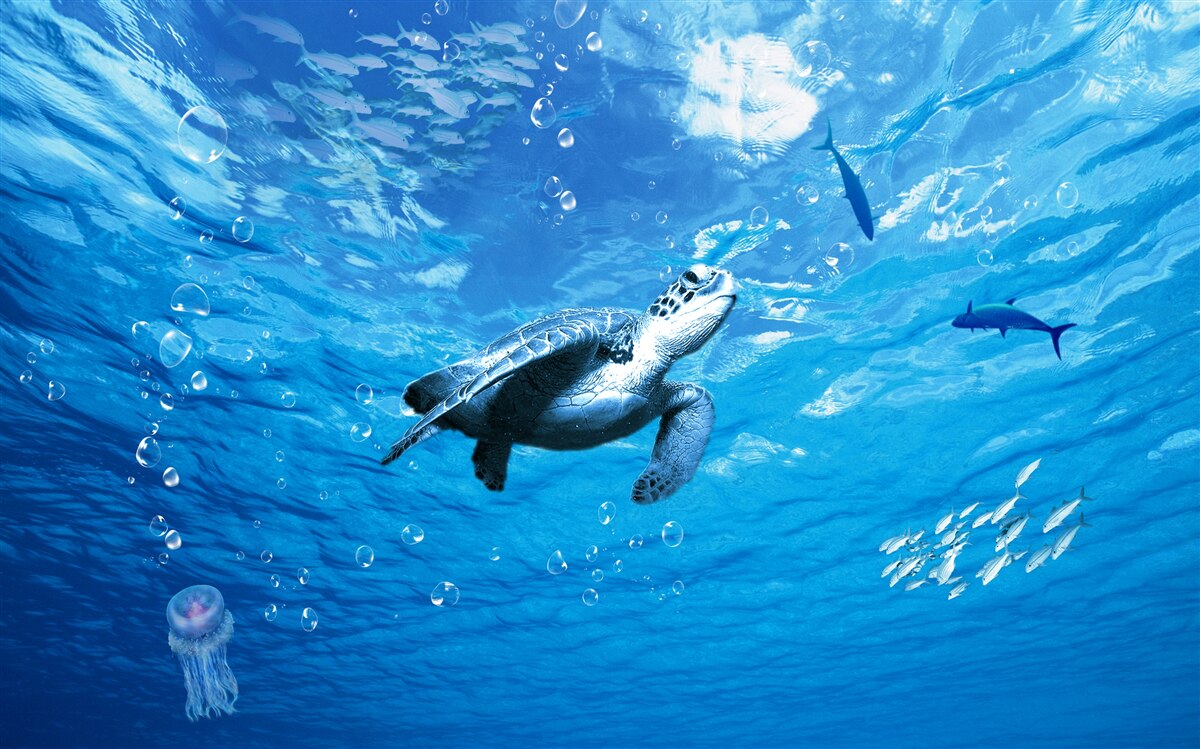 Фотошпалери синє море прикрашає морська черепаха