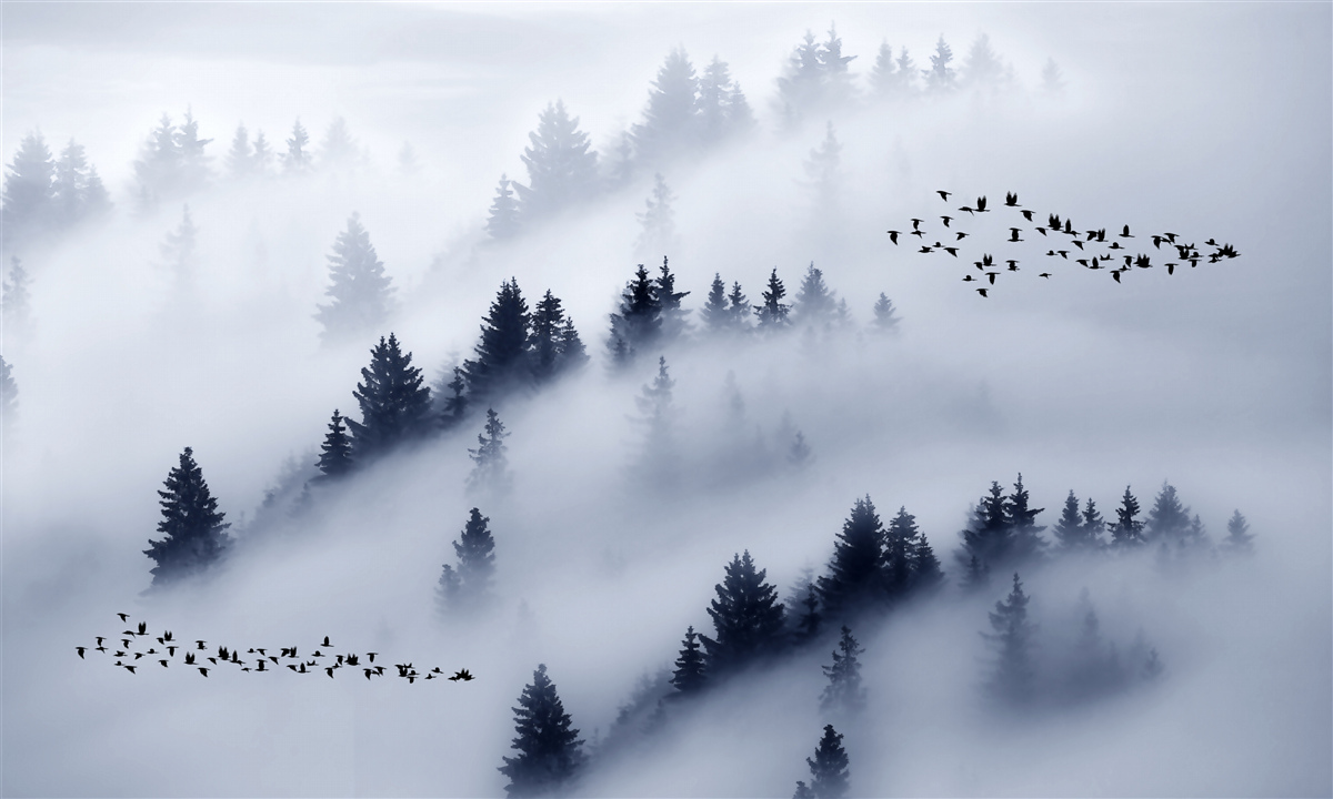 Фотошпалери хвойний ліс оповитий густим туманом