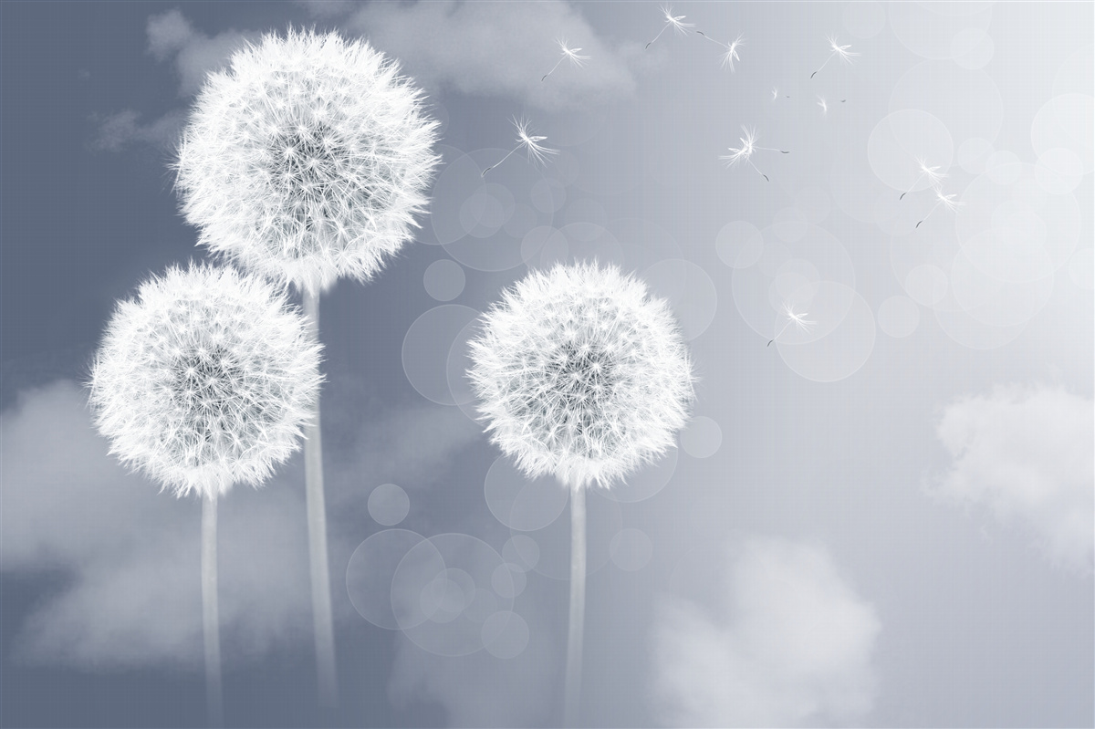 Фотошпалери кульбаба, що ширяє в повітрі