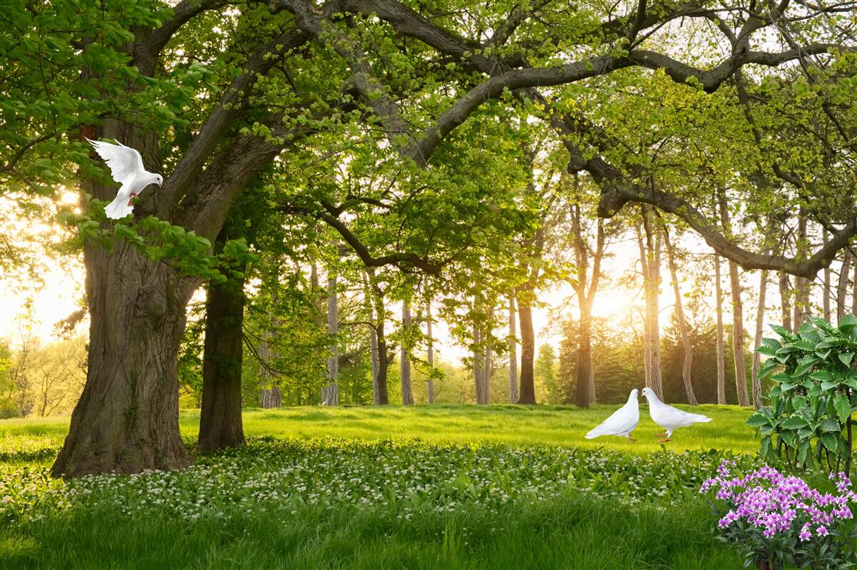Фотошпалери голуби світять білизною на світанку в зеленому лісі