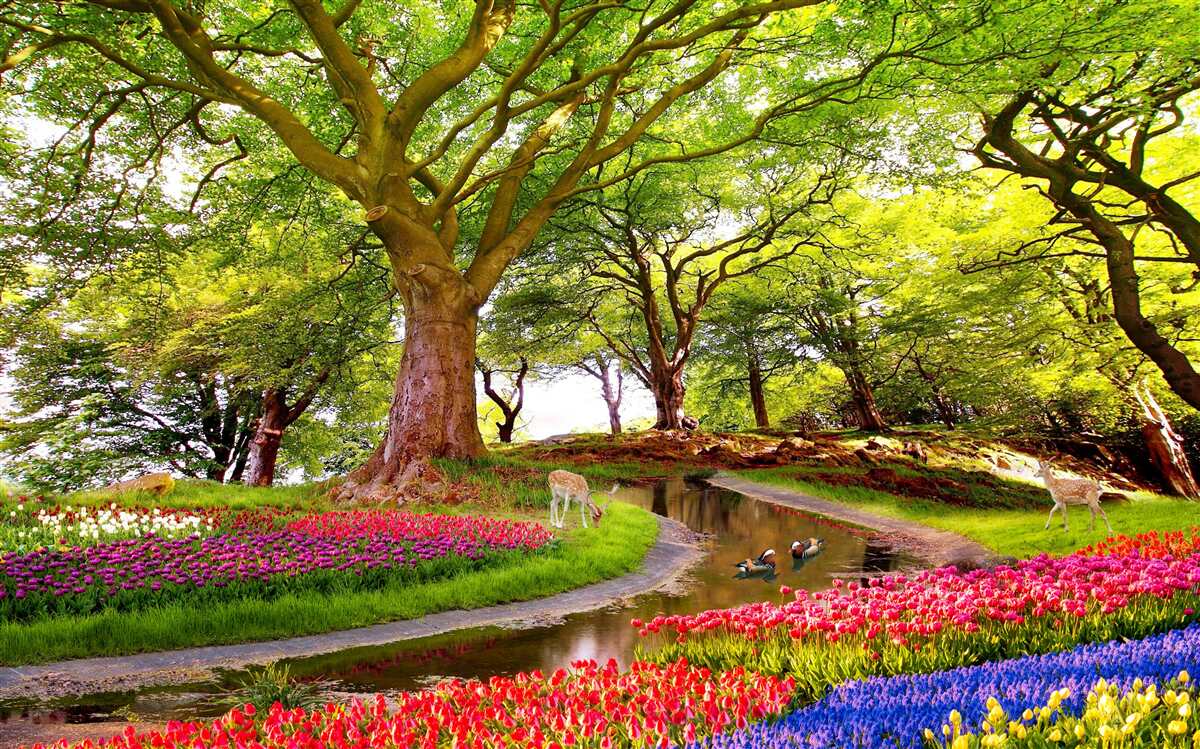 Фотошпалери розмаїття літніх відтінків у глибині лісу