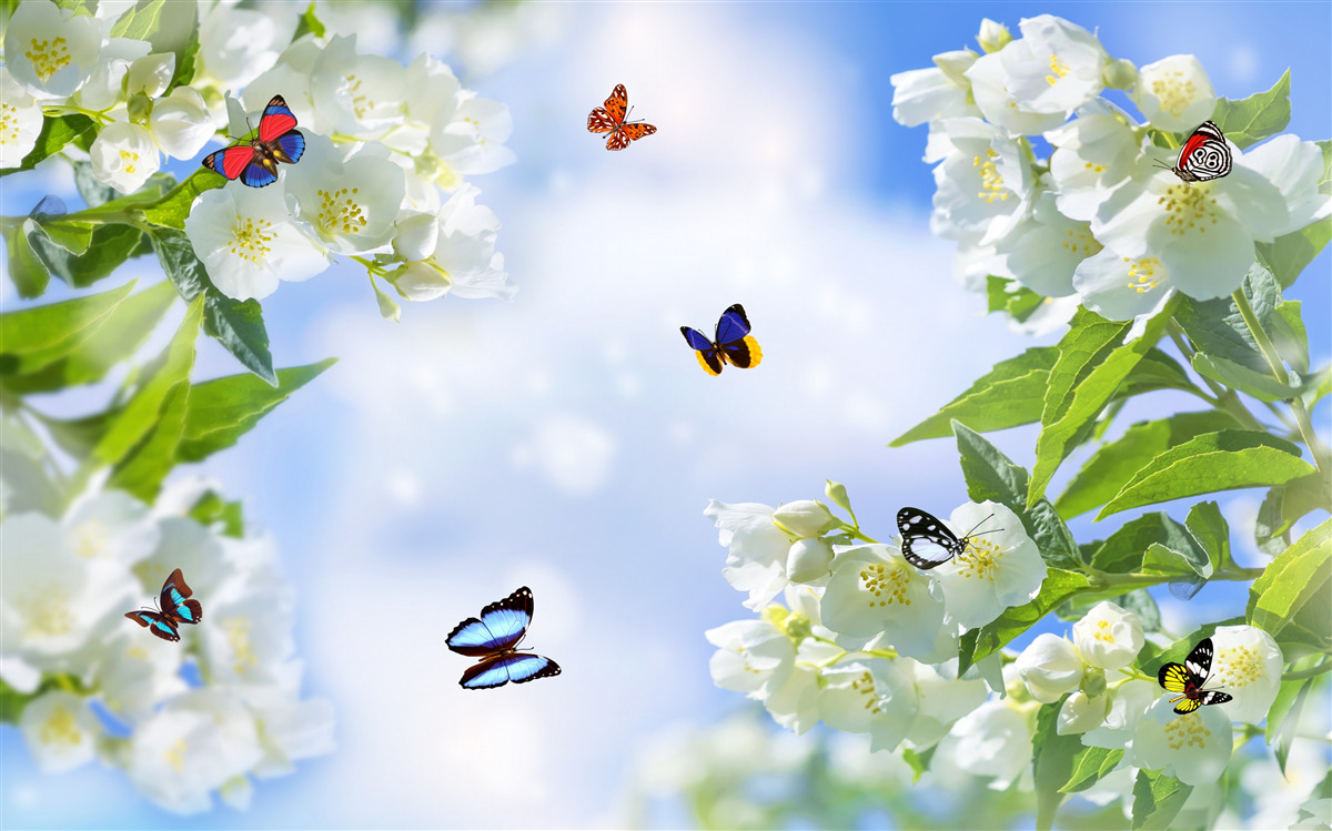 Фотошпалери різнокольорові метелики та білосніжні квіти