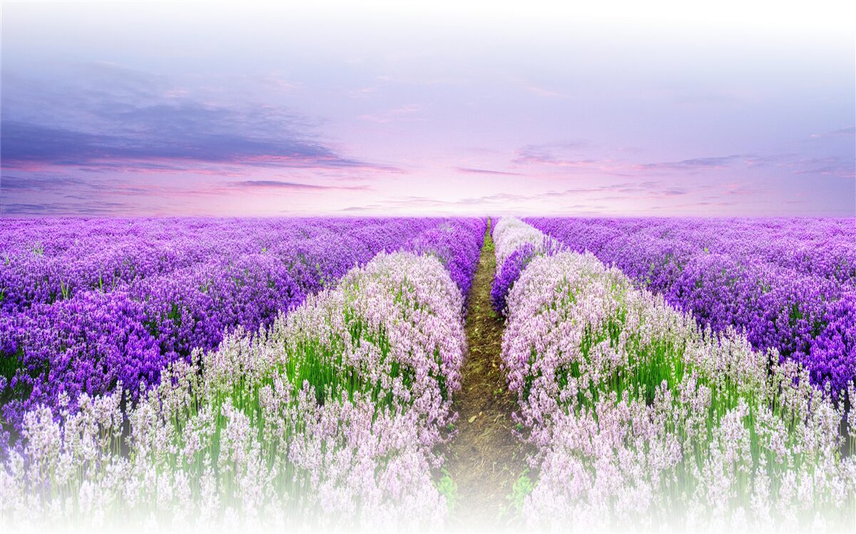Фотошпалери поле із запашною лавандою на луках