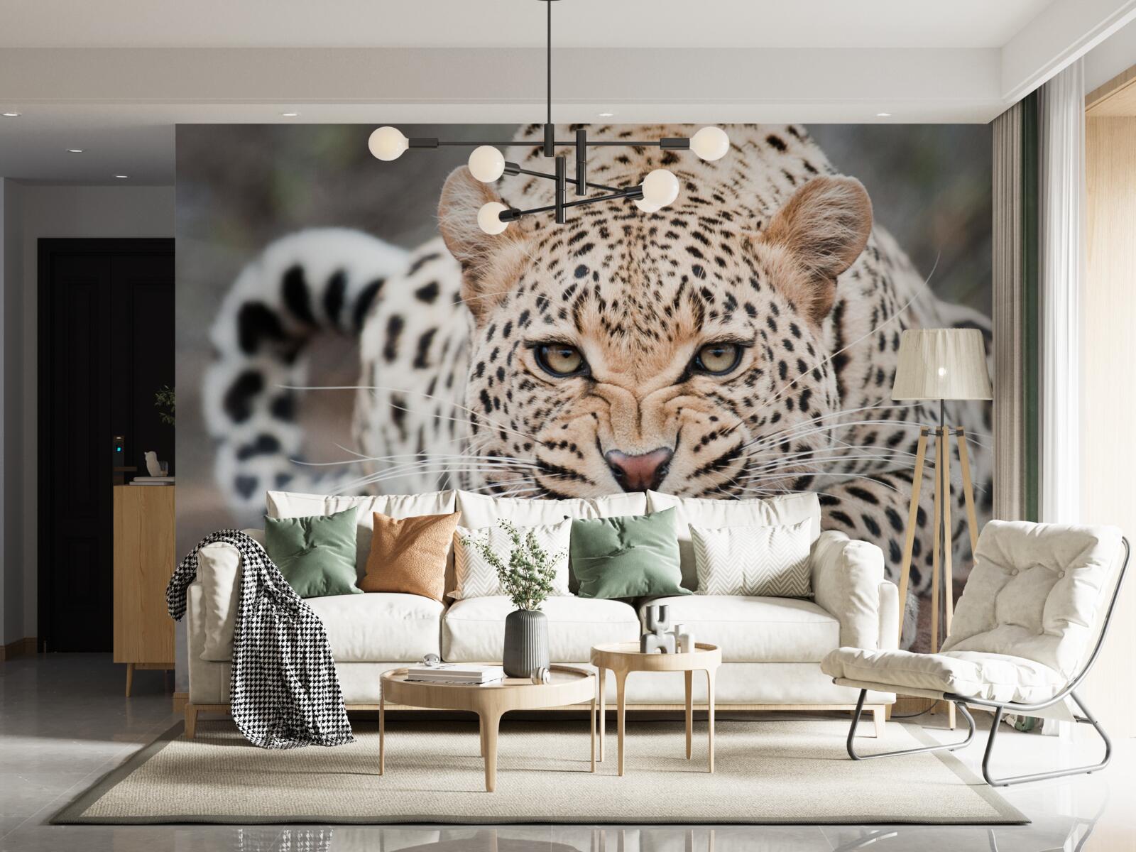 Фотошпалери леопард готується до стрибка