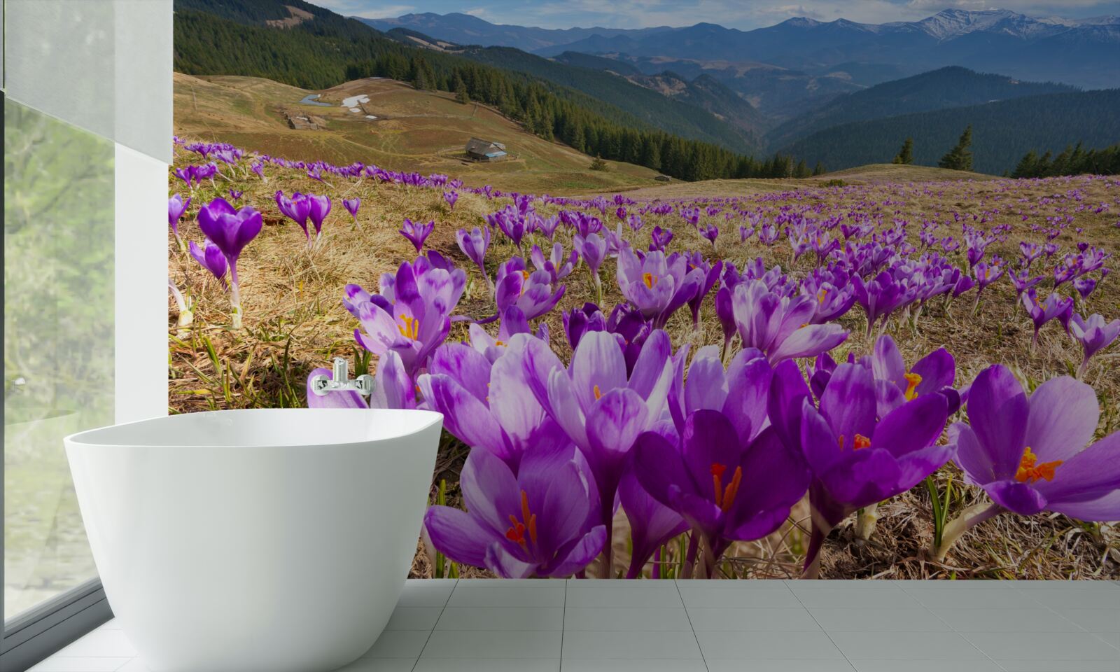 Фотошпалери гірські крокуси фіолетові
