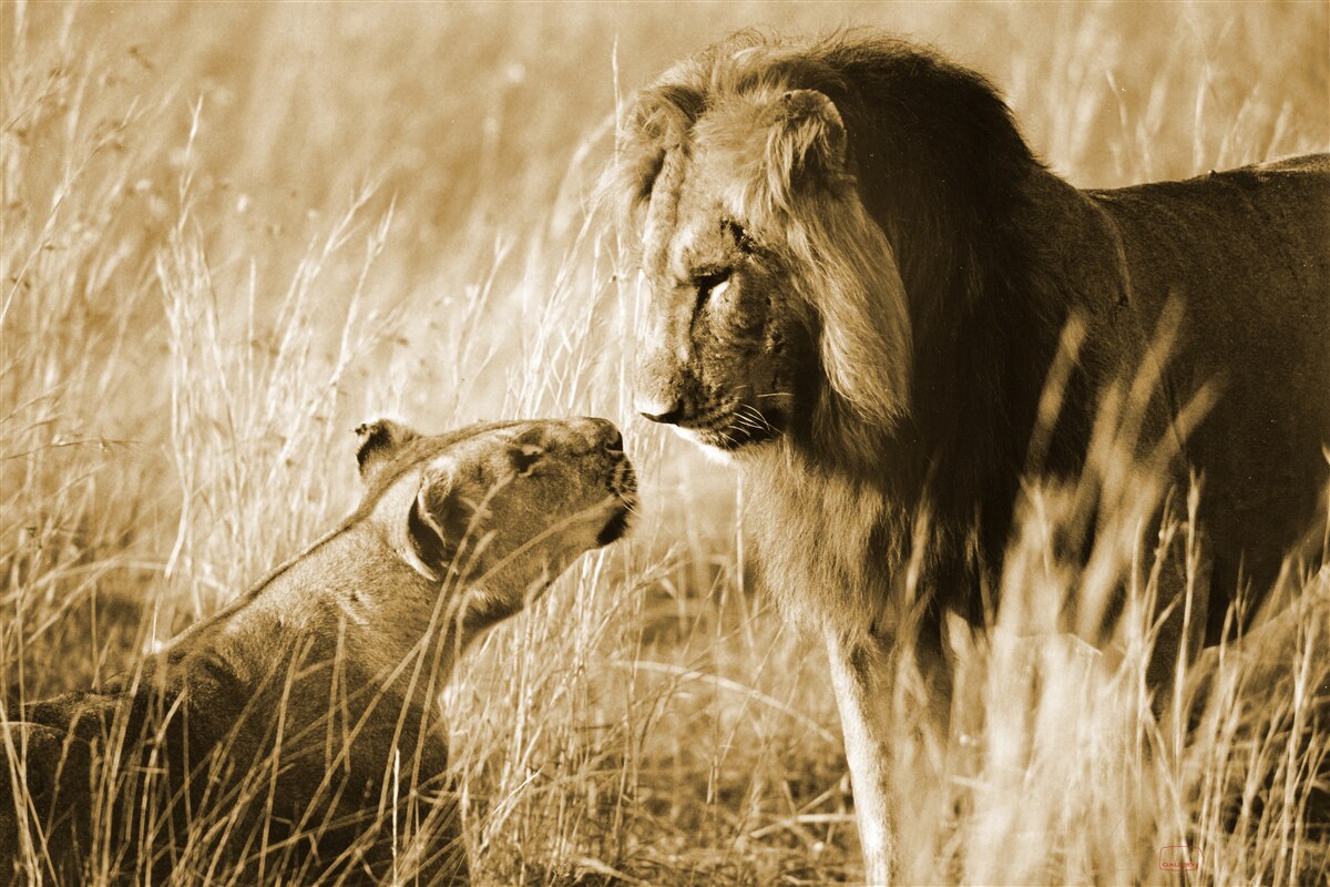 Фотошпалери лев і левиця знайомляться один з одним