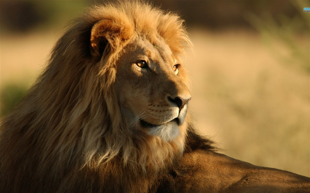 Фотошпалери Саванна Монарх у відпустці