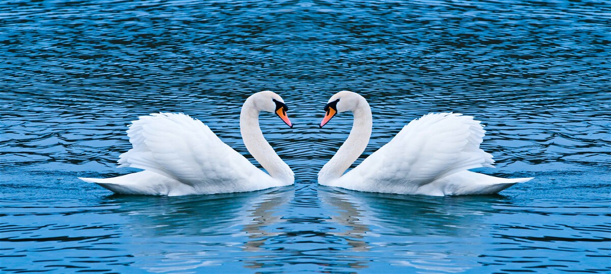 Фотошпалери пара лебедів на поверхні води створює ідилічну сімейну картину