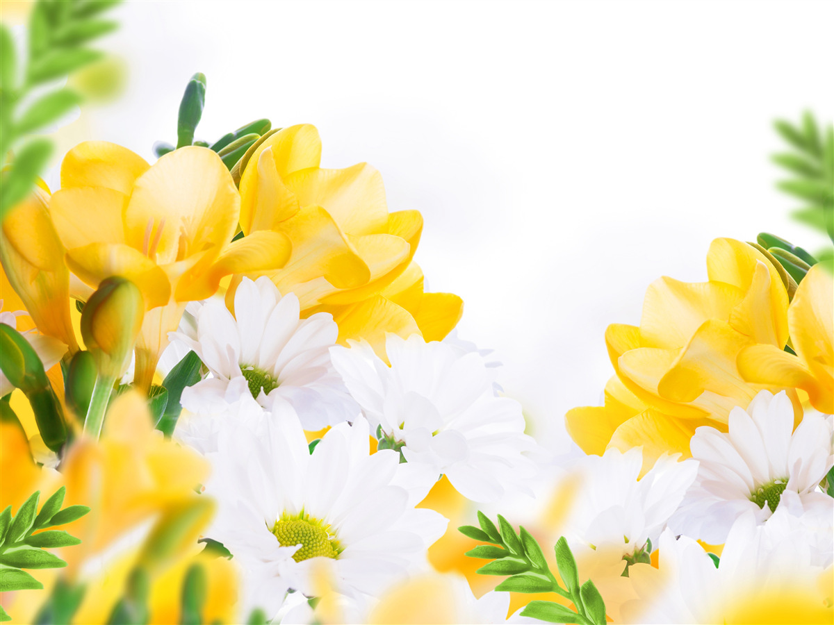 Фотошпалери білі ромашки та жовта фрезія