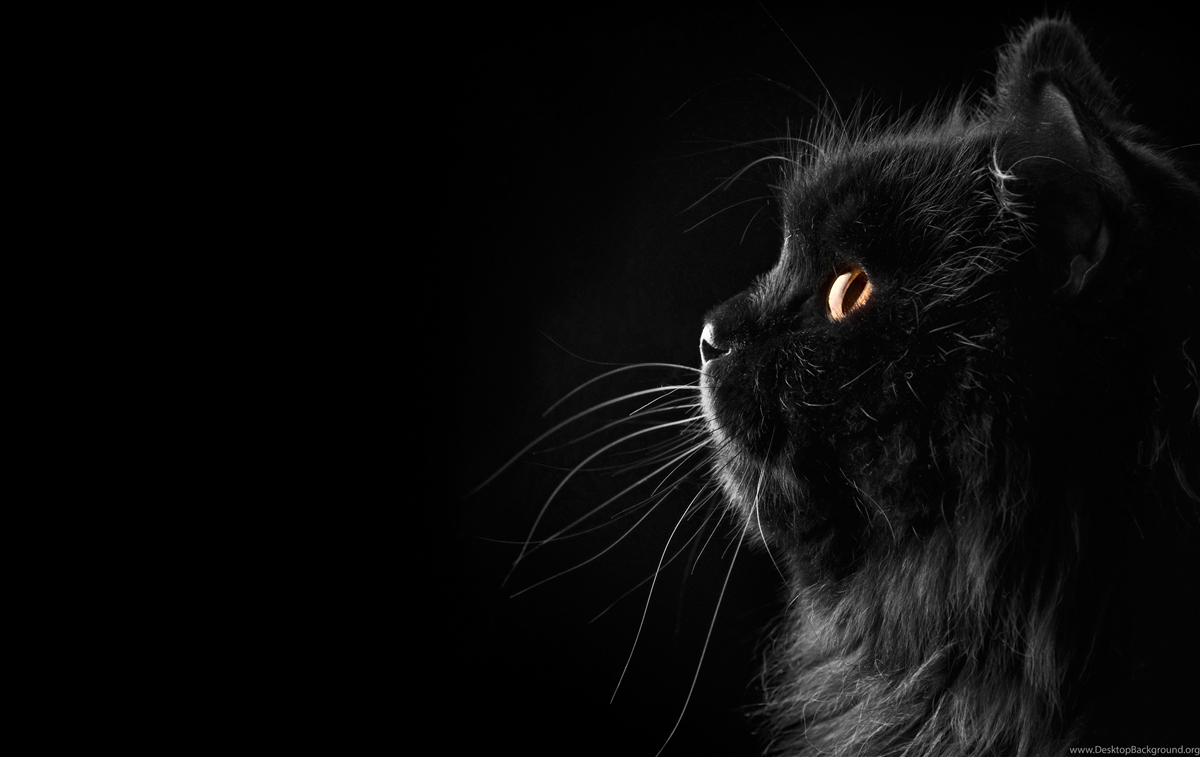 Фотошпалери золотоокий чорний кіт