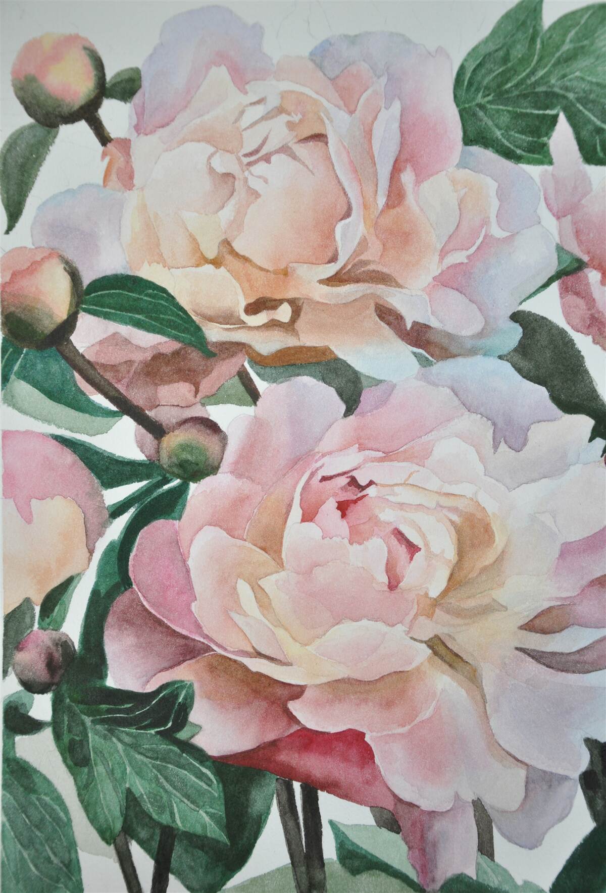 Фотошпалери півонії, намальовані аквареллю