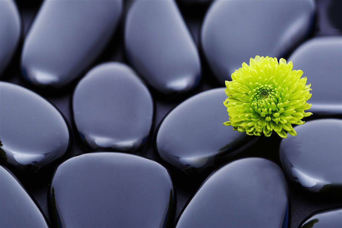 Фотошпалери зелена квітка росте над кам'янистим бар'єром