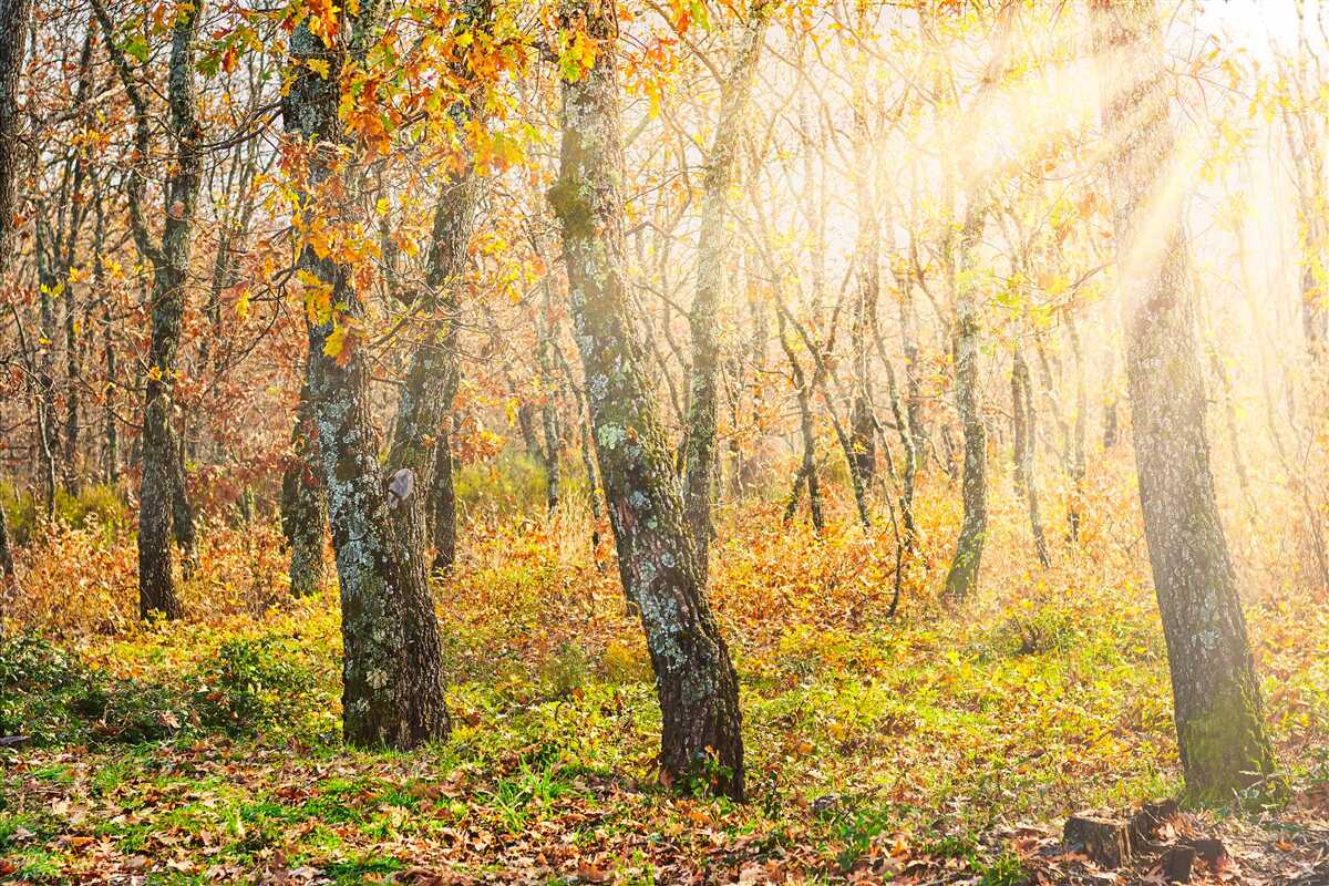 Фотошпалери Світанок в осінньому чагарнику