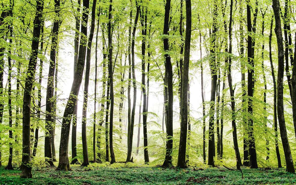 Фотошпалери ранкові дерева тягнуться вгору стрункими колонами