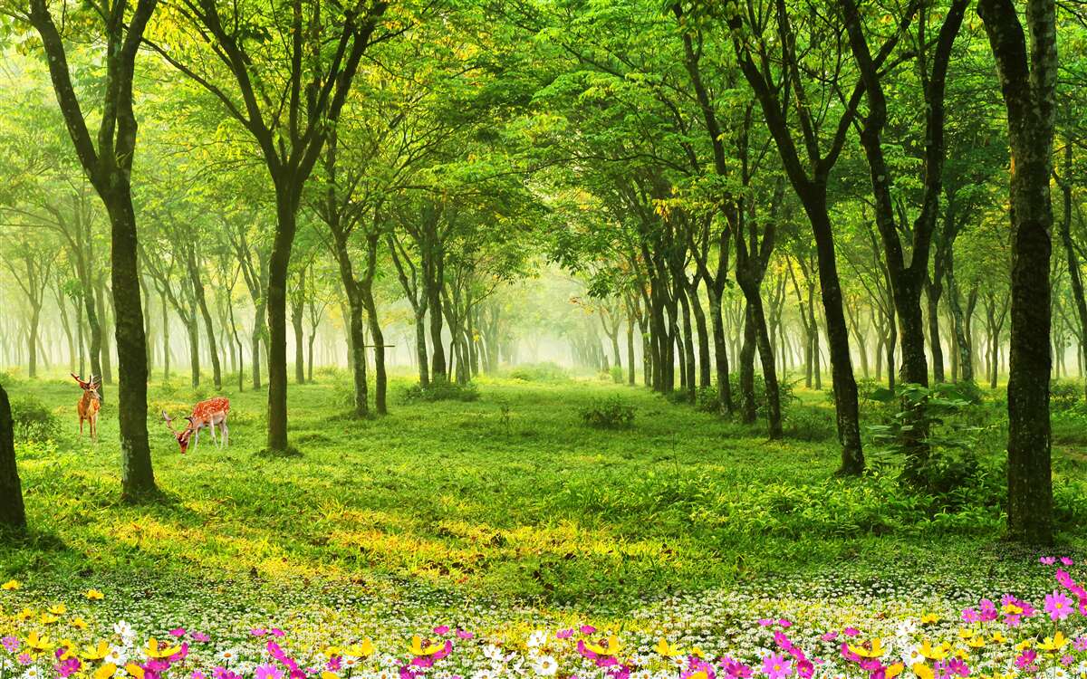 Фотошпалери Приголомшливий вид на ліс з оленями на зеленому фоні