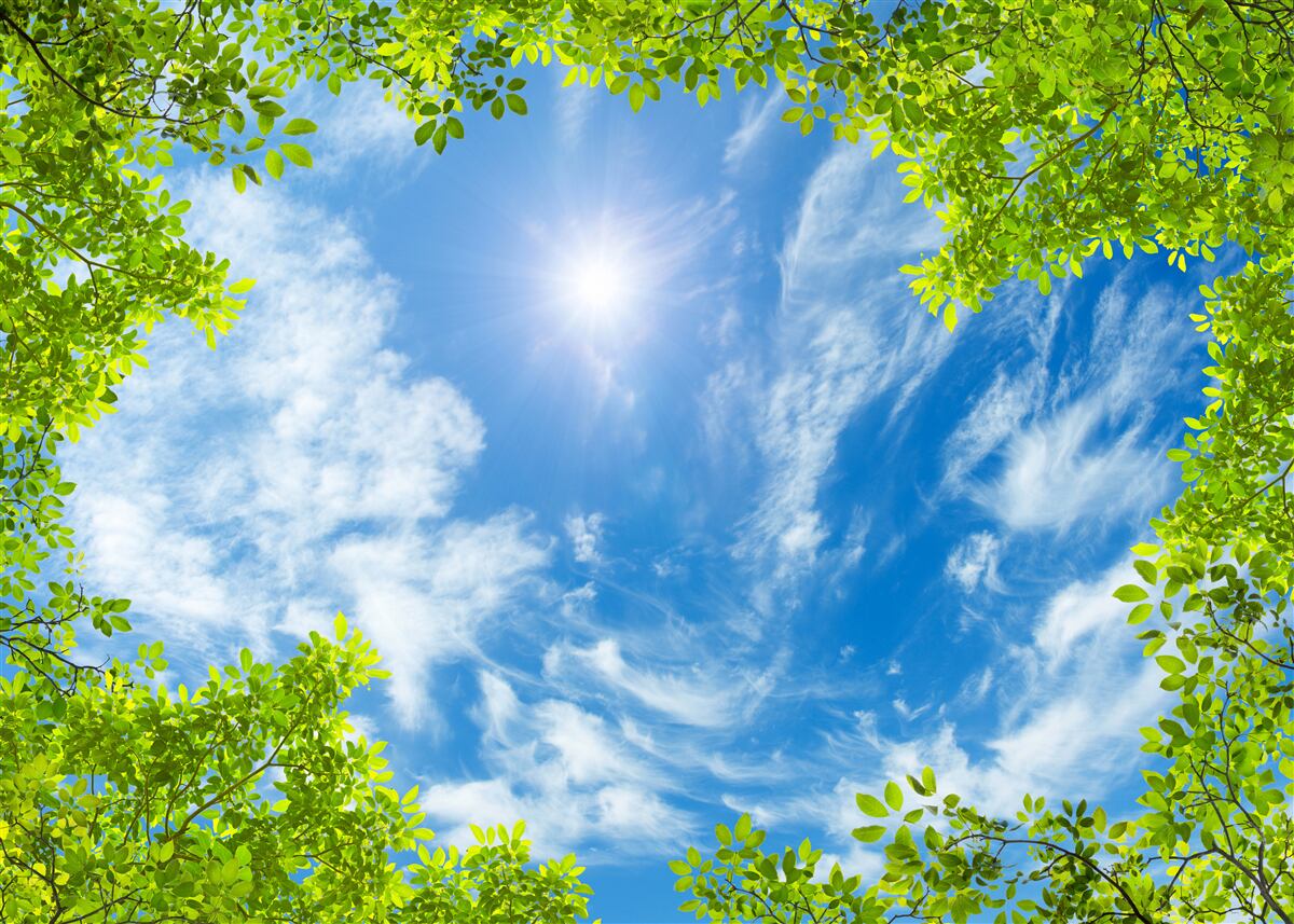 Фотошпалери зелень, в якій ховається сонце, і блакить неба