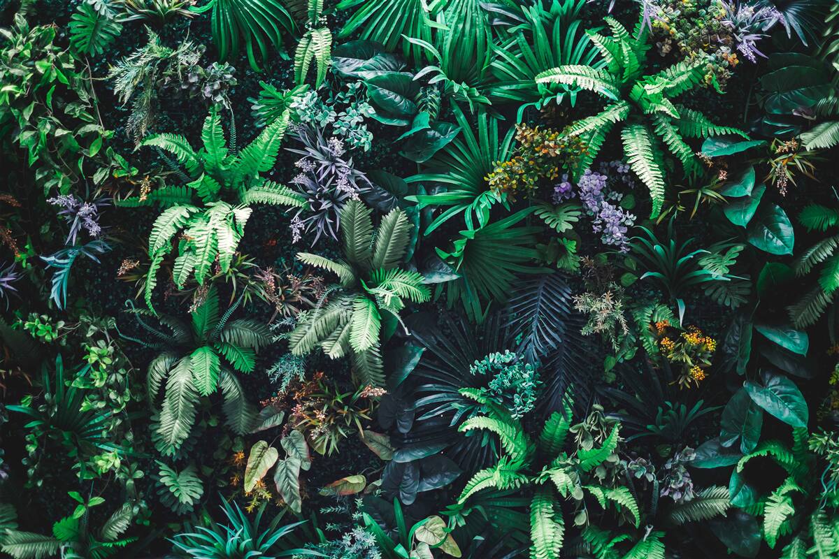 Фотошпалери флора і фауна тропічних лісів