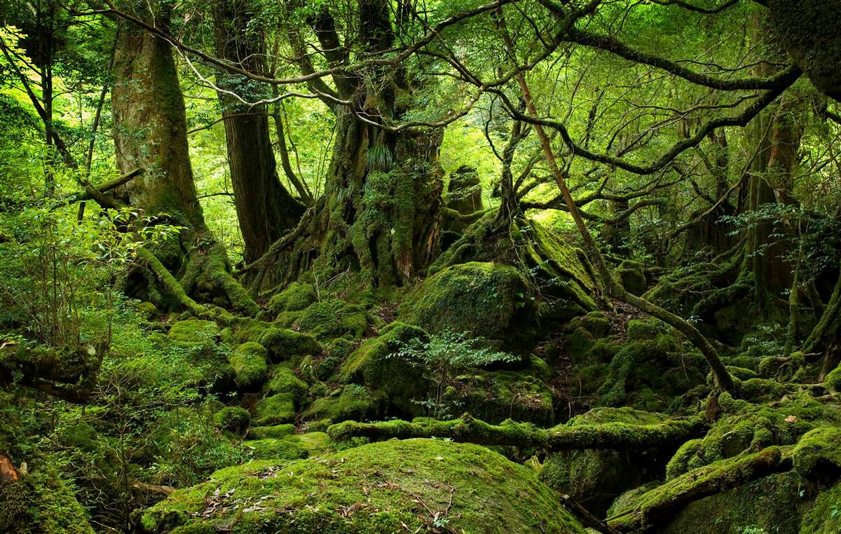 Фотошпалери густий зелений ліс