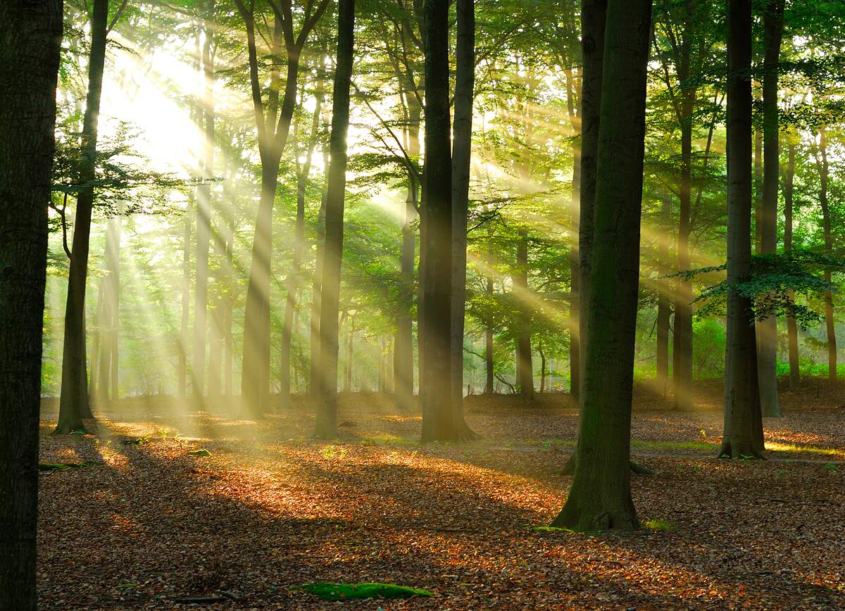 Фотошпалери сонячні промені пробиваються крізь ранковий туман у пустелі