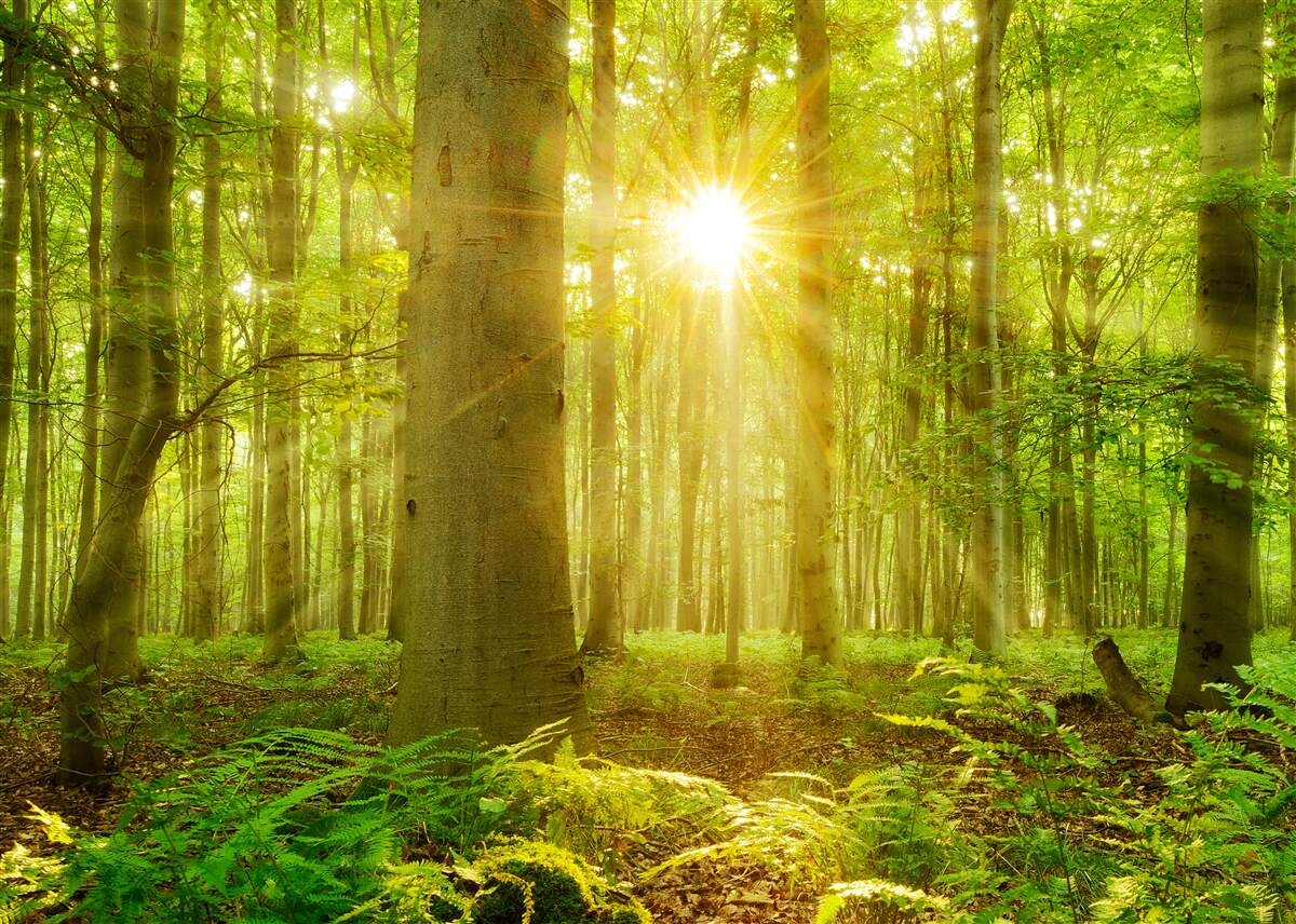 Фотошпалери Сонячне світло в буковому лісі