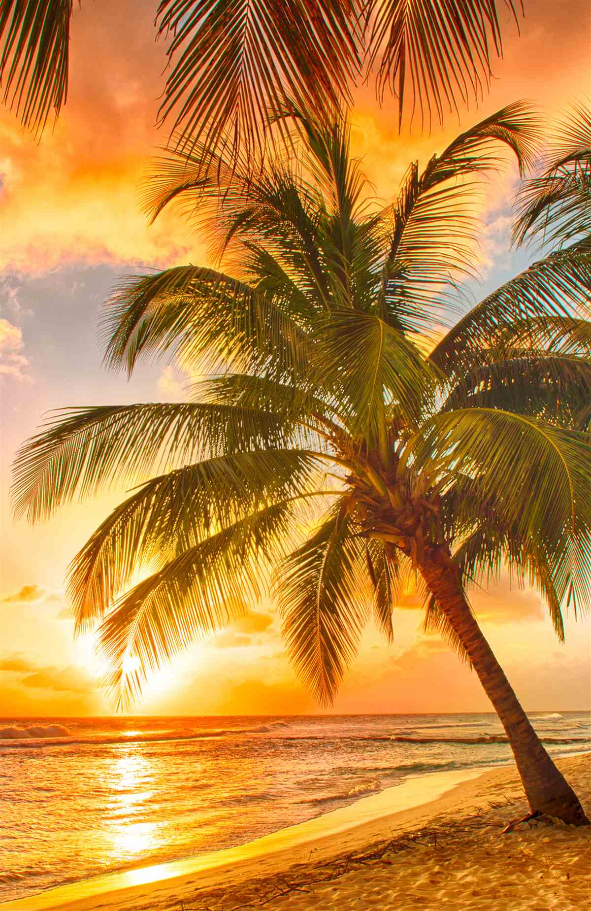 Фотошпалери захід сонця освітлює пальму на пляжі