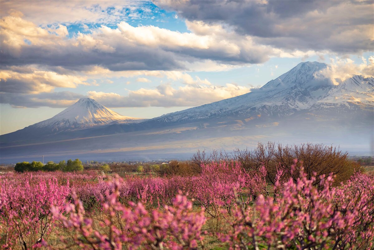 Фотошпалери Біля підніжжя гір гордо цвітуть сакури