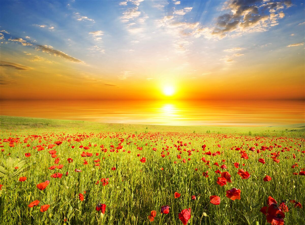 Фотошпалери захід сонця цього літа на лузі, всіяному маками, сповнений барв