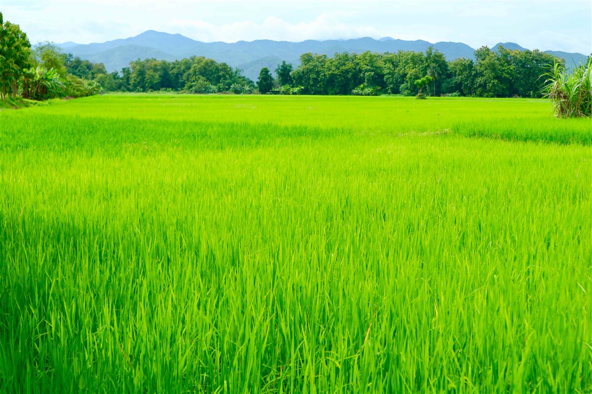 Фотошпалери Зелена галявина в горах
