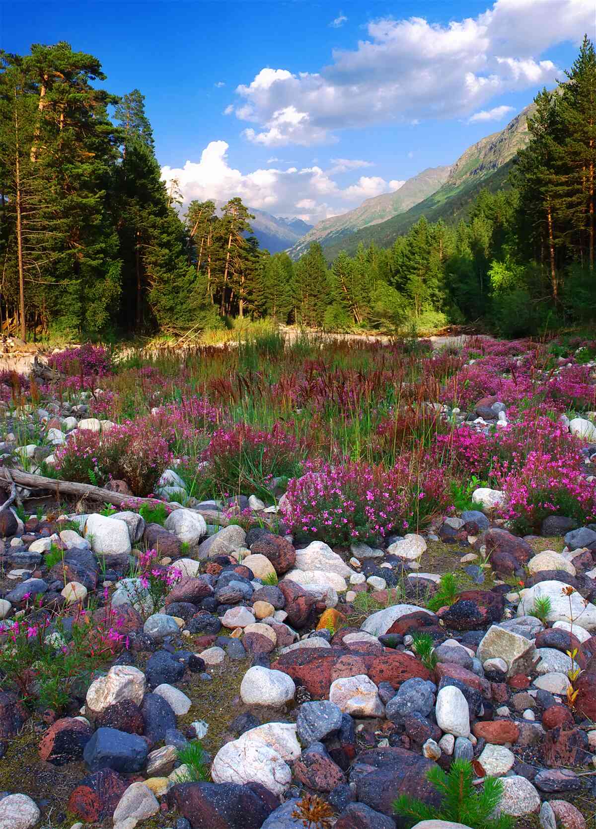 Фотошпалери різнокольорові блоки та зелена сосна