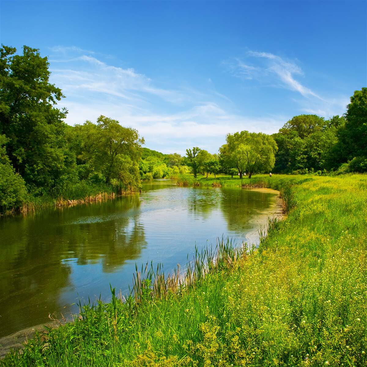 Фотошпалери зелений луг зі спокійною водою, що протікає по ньому