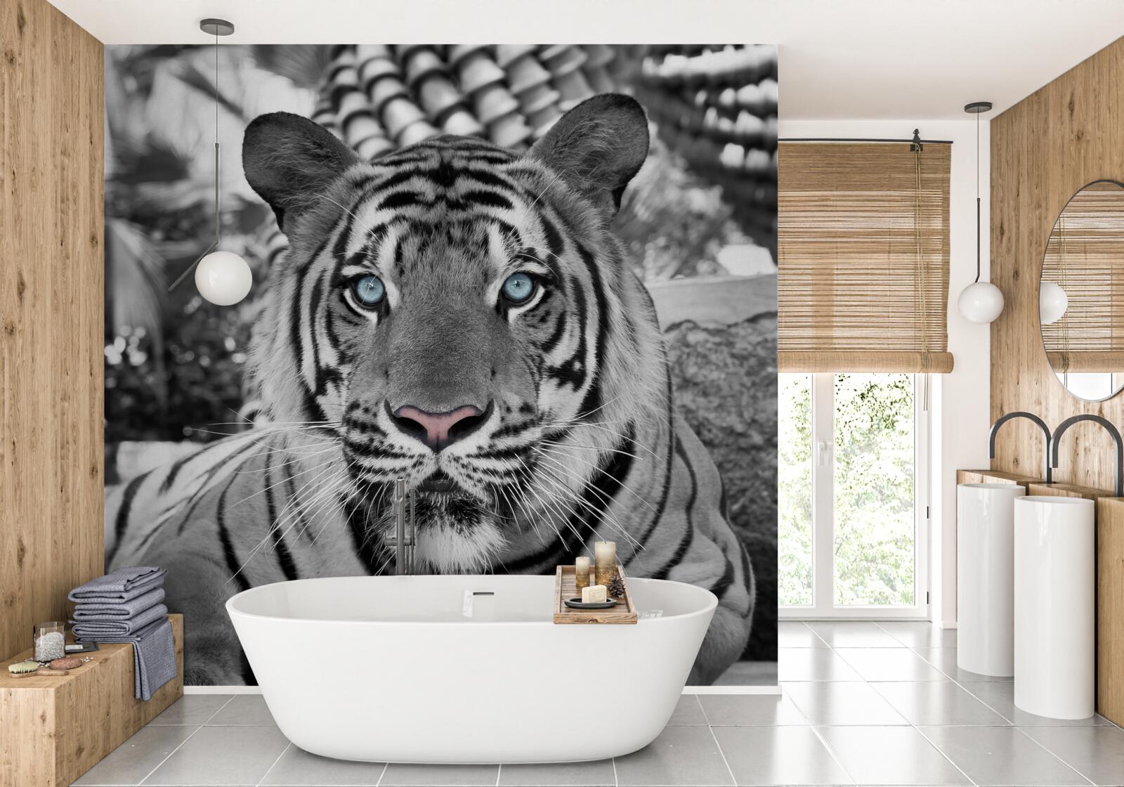 Фотошпалери чорно-білий тигр з красивими блакитними очима