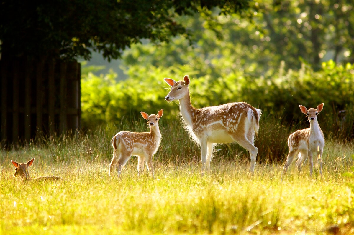 Фотошпалери група строкатих оленів пасеться в полі