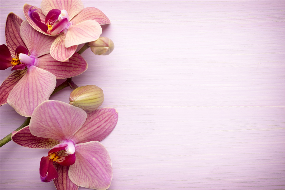 Фотошпалери Орхідеї мають дивовижну рожеву красу
