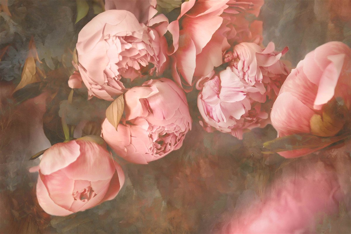 Фотошпалери рожеві півонії в ніжних відтінках