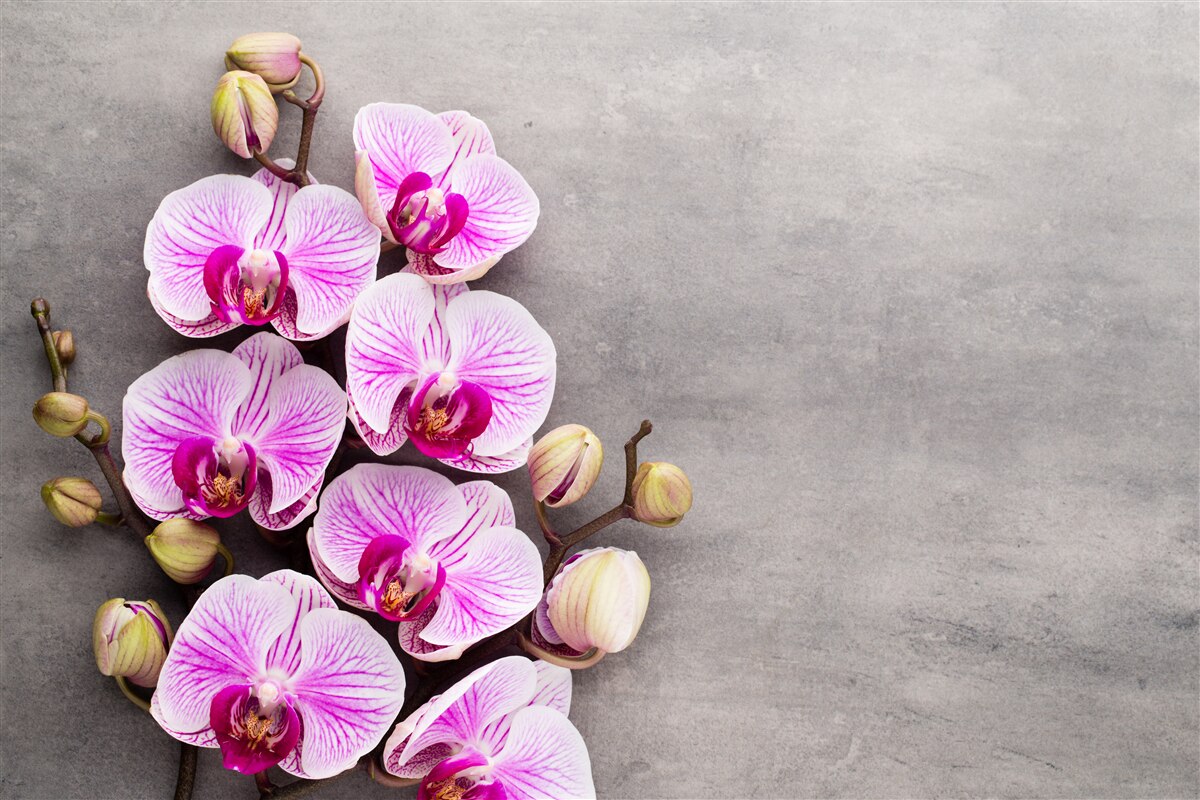 Фотошпалери бузково-біла орхідея