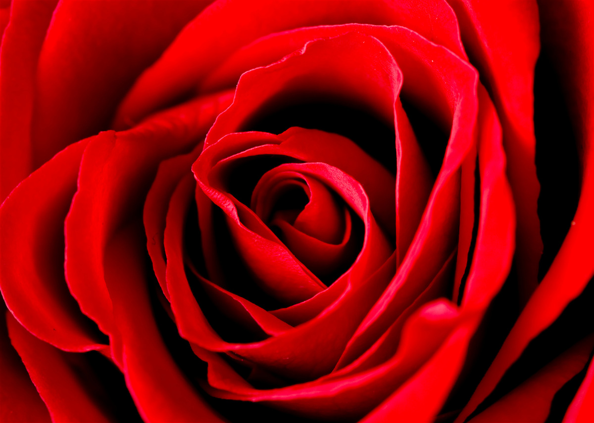 Фотошпалери розкішна червона троянда