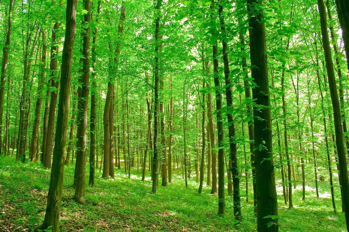 Фотошпалери негустий літній ліс з листяними деревами