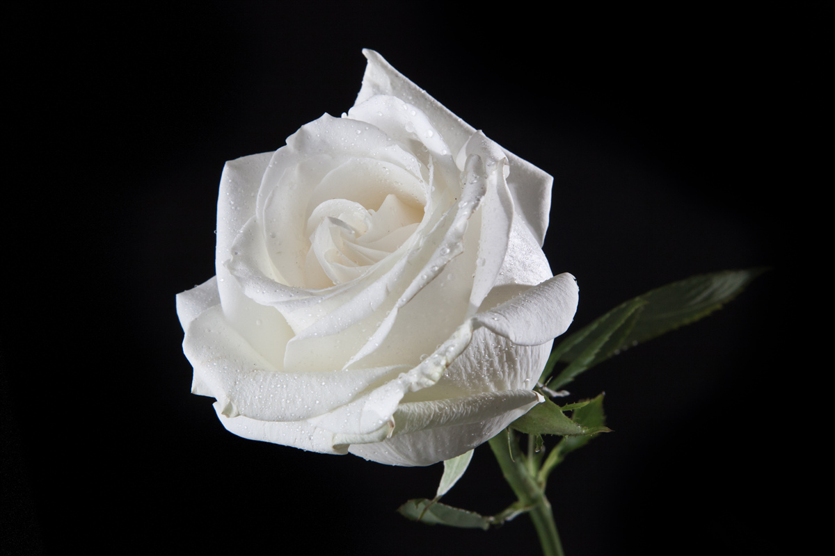 Фотошпалери чорний фон підкреслює білий колір троянди