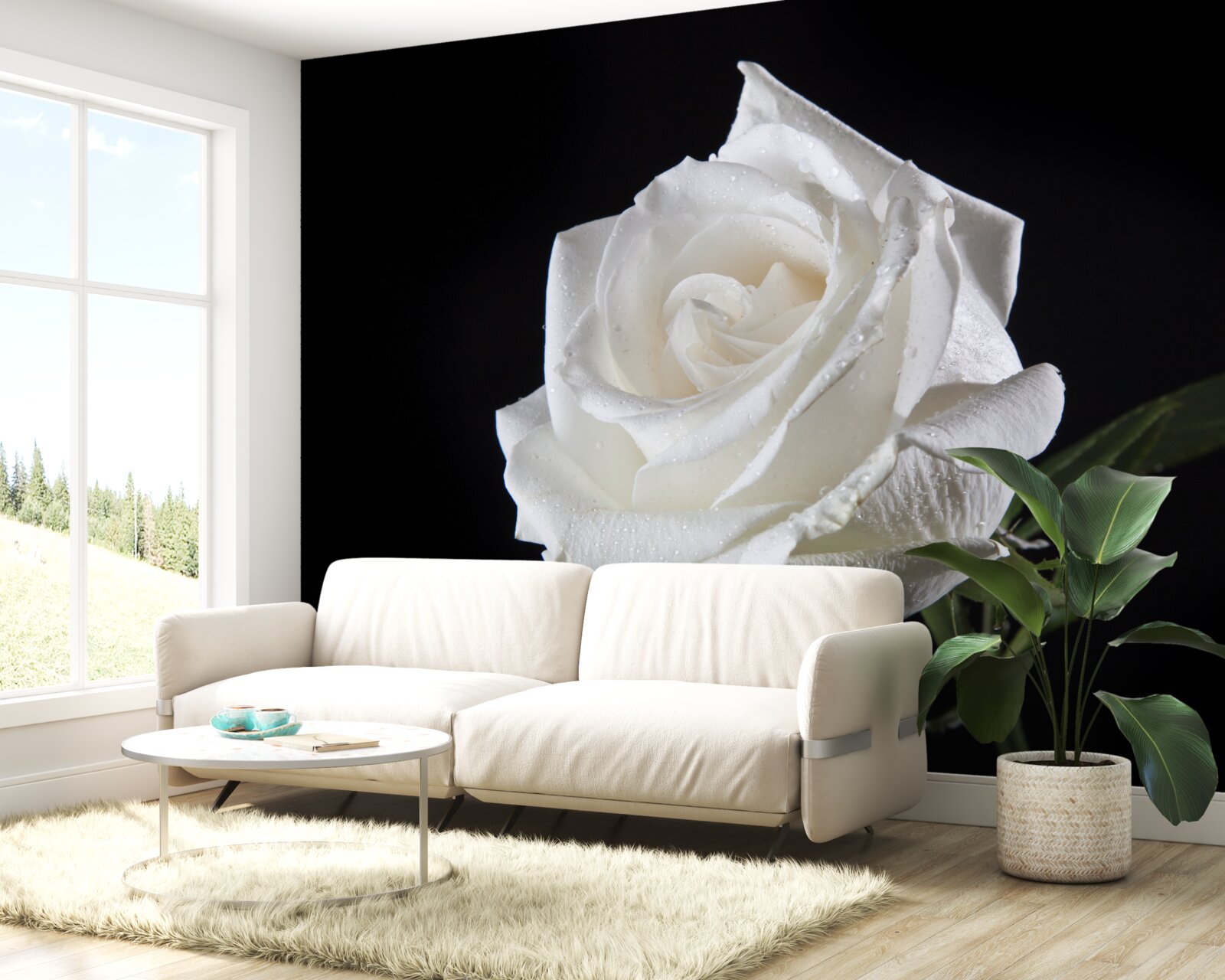 Фотошпалери чорний фон підкреслює білий колір троянди