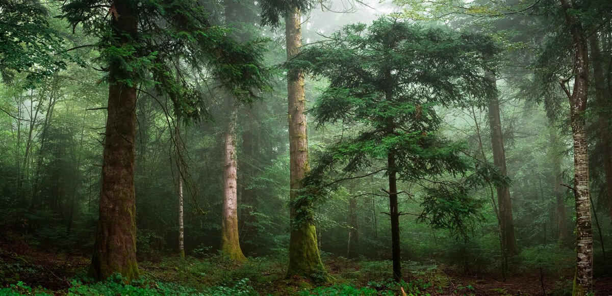 Фотошпалери старий хвойний ліс оповитий густим туманом