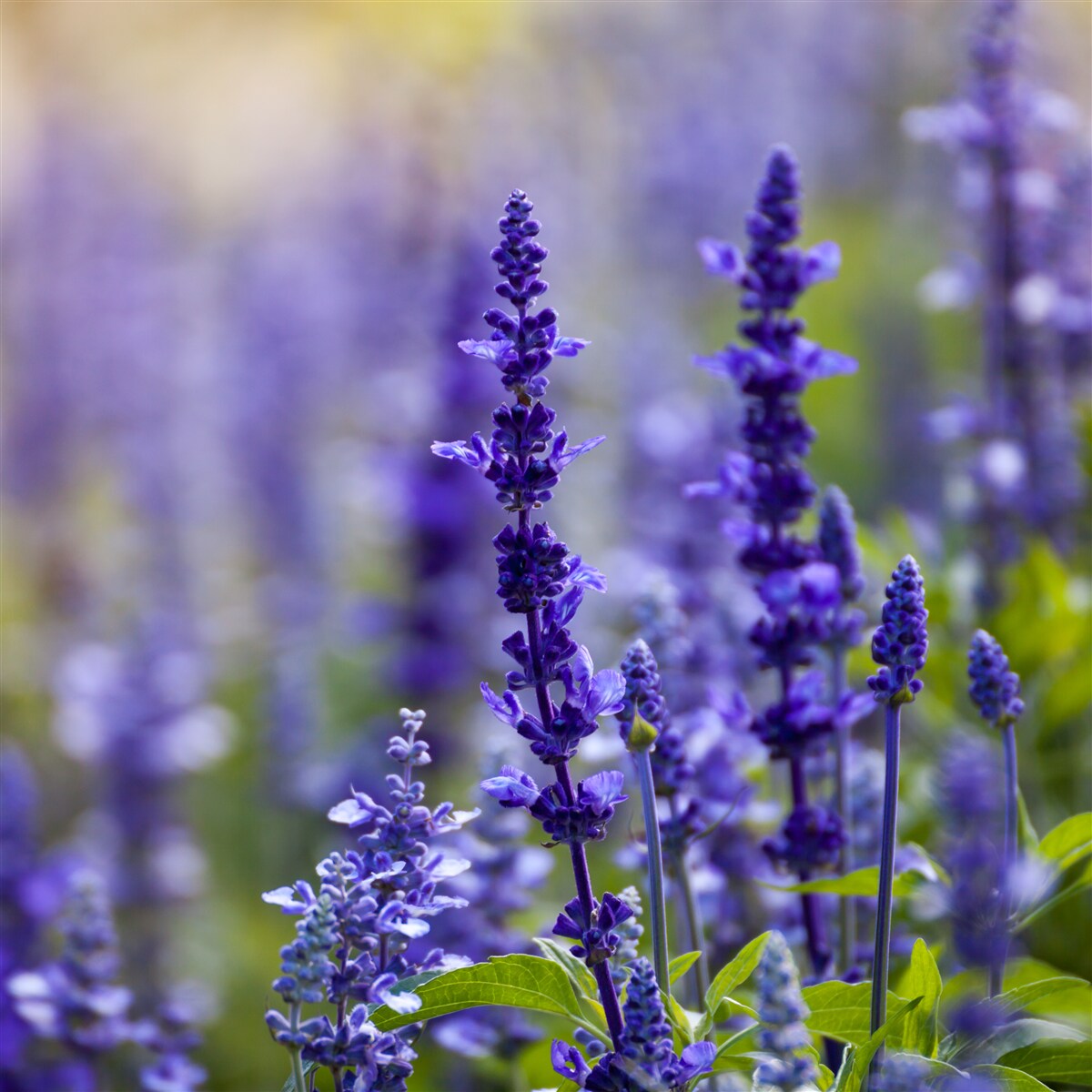 Фотошпалери макрофотографія фіолетової лаванди