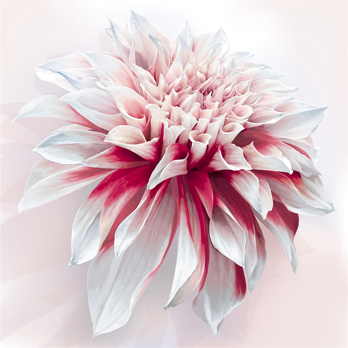 Фотошпалери приголомшливий пончик астра в червоно-білому кольорі