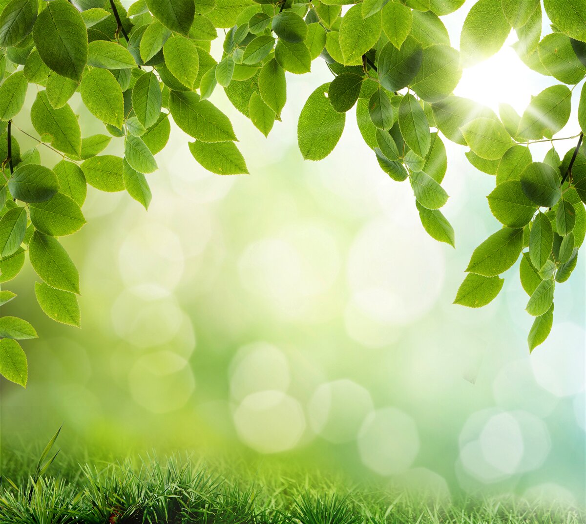 Фотошпалери сонце в його яскравості та листя, прикрашене зеленими краплями