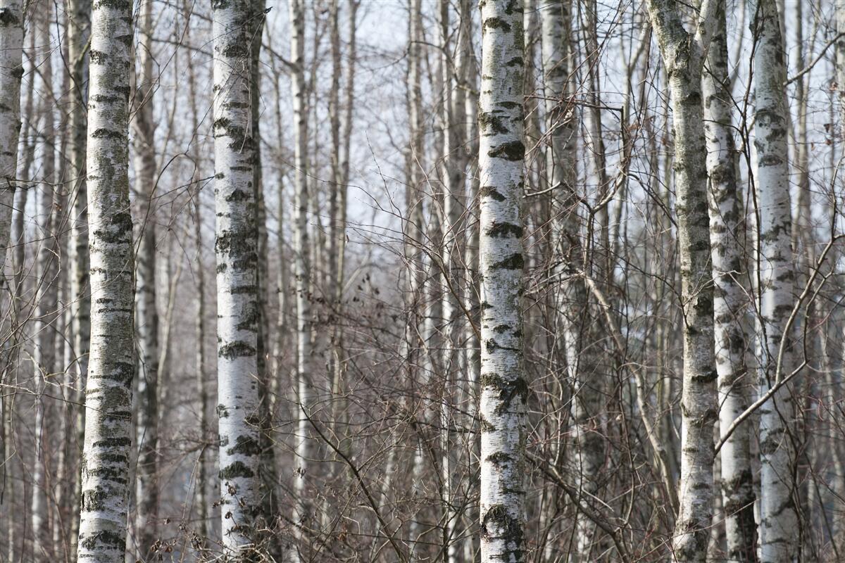 Фотошпалери повалені витончені берізки