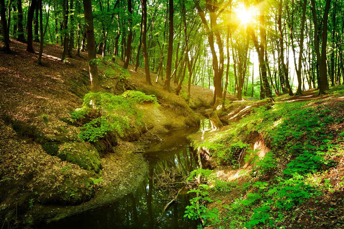 Фотошпалери ранкове сонячне світло в зеленому лісі, наповненому листям